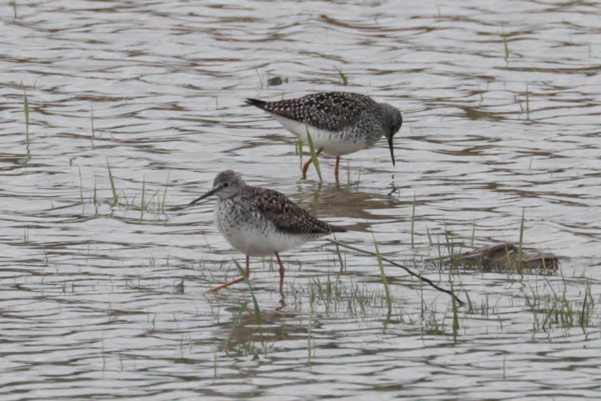 gulbeinsnipe - ML635243133