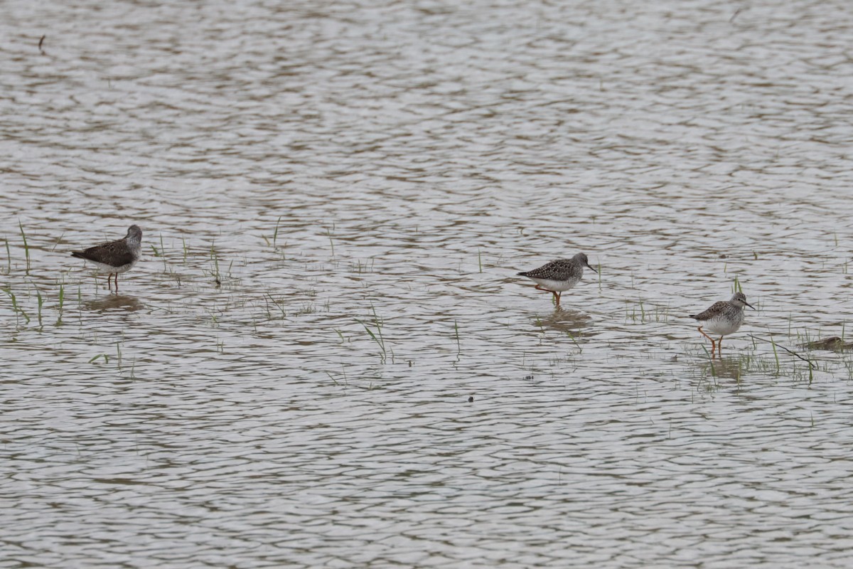 gulbeinsnipe - ML635243134