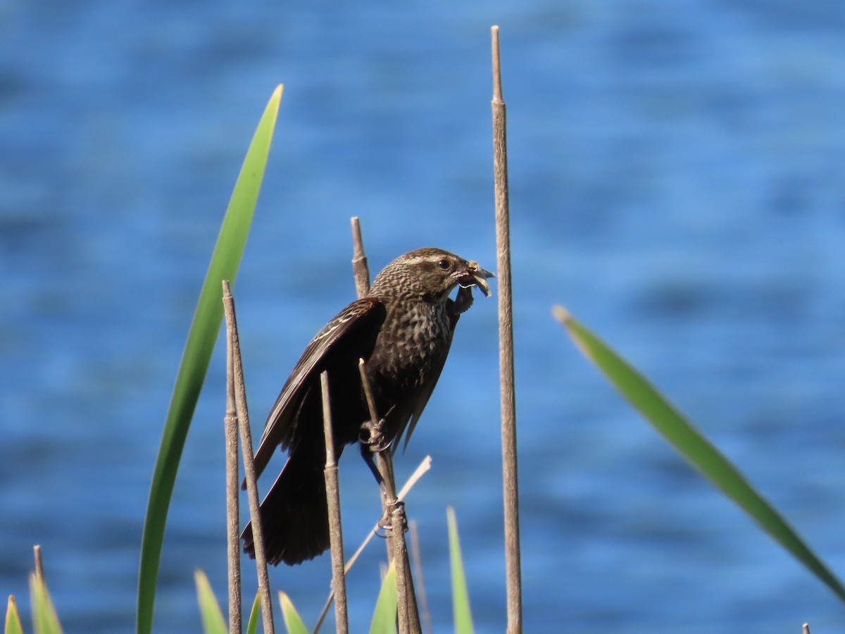 Tricolored Blackbird - ML635243194