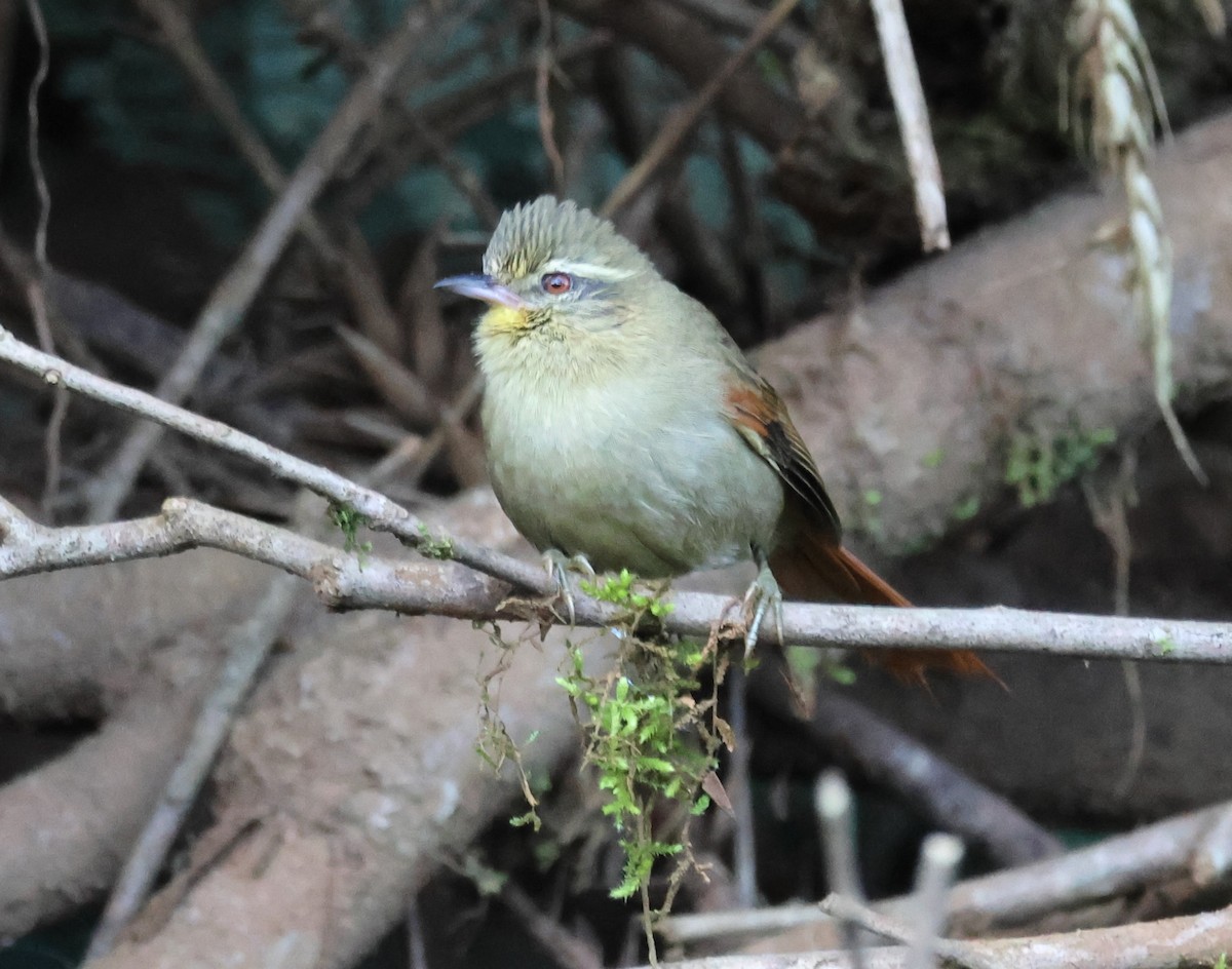 Olive Spinetail - ML635243196