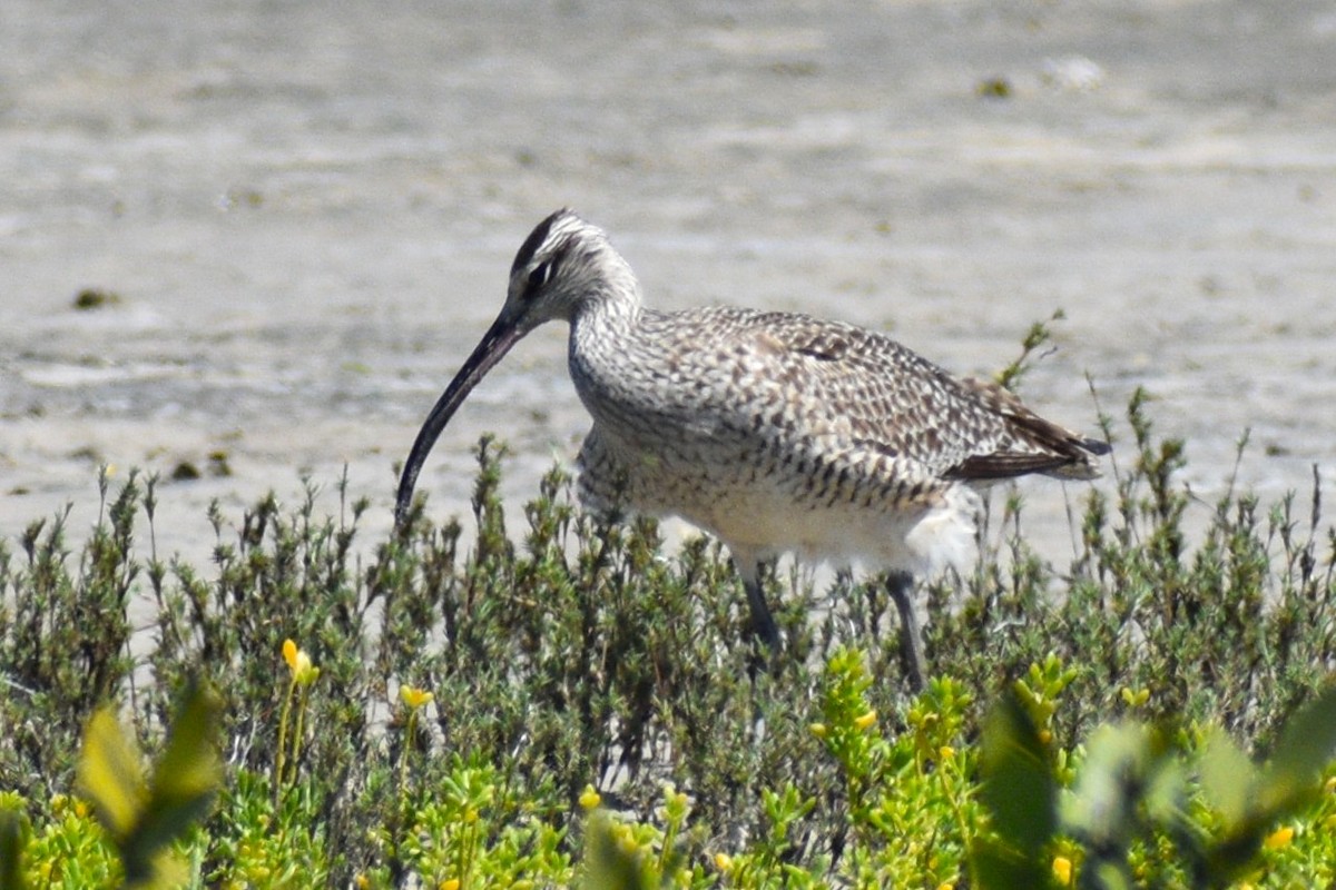 Whimbrel (Hudsonian) - ML635243218