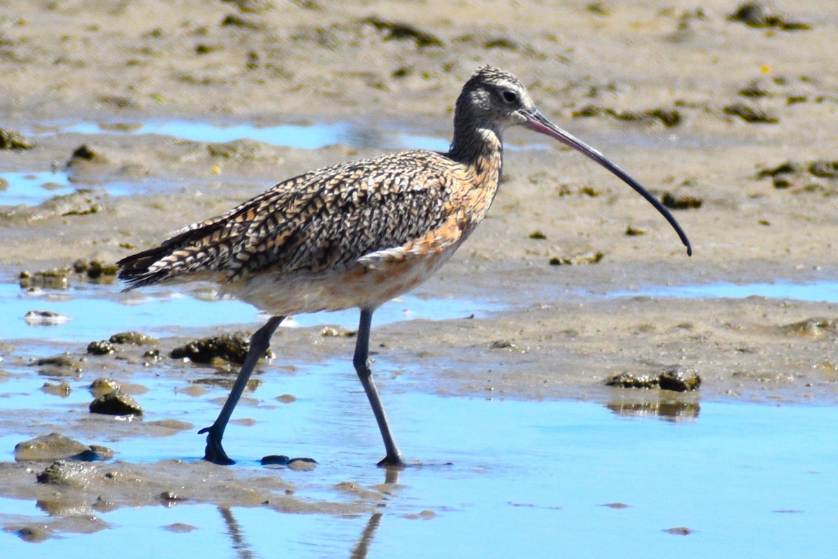 Long-billed Curlew - ML635243228