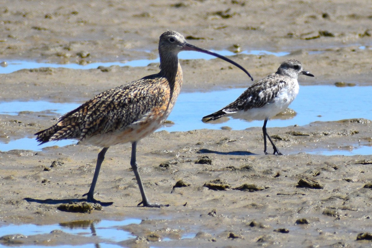Long-billed Curlew - ML635243229