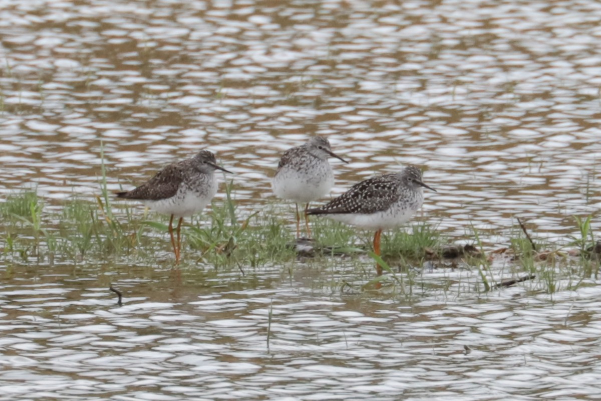 gulbeinsnipe - ML635243232