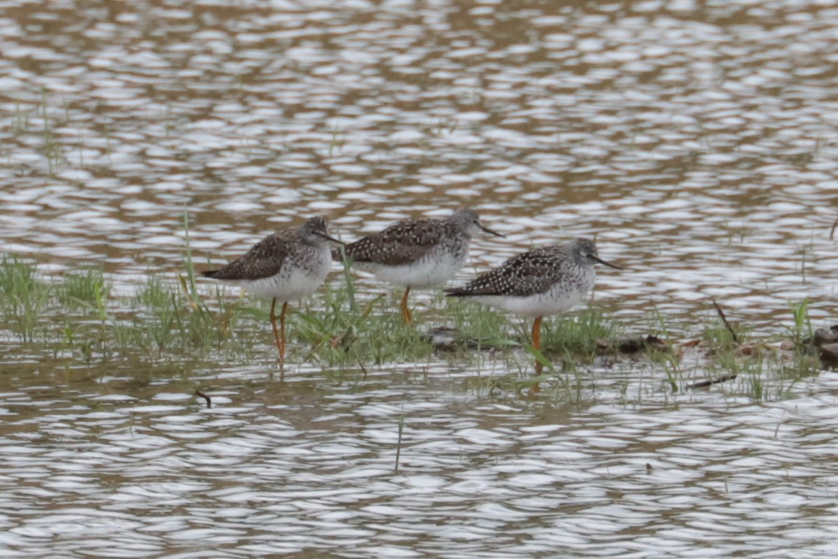 gulbeinsnipe - ML635243233