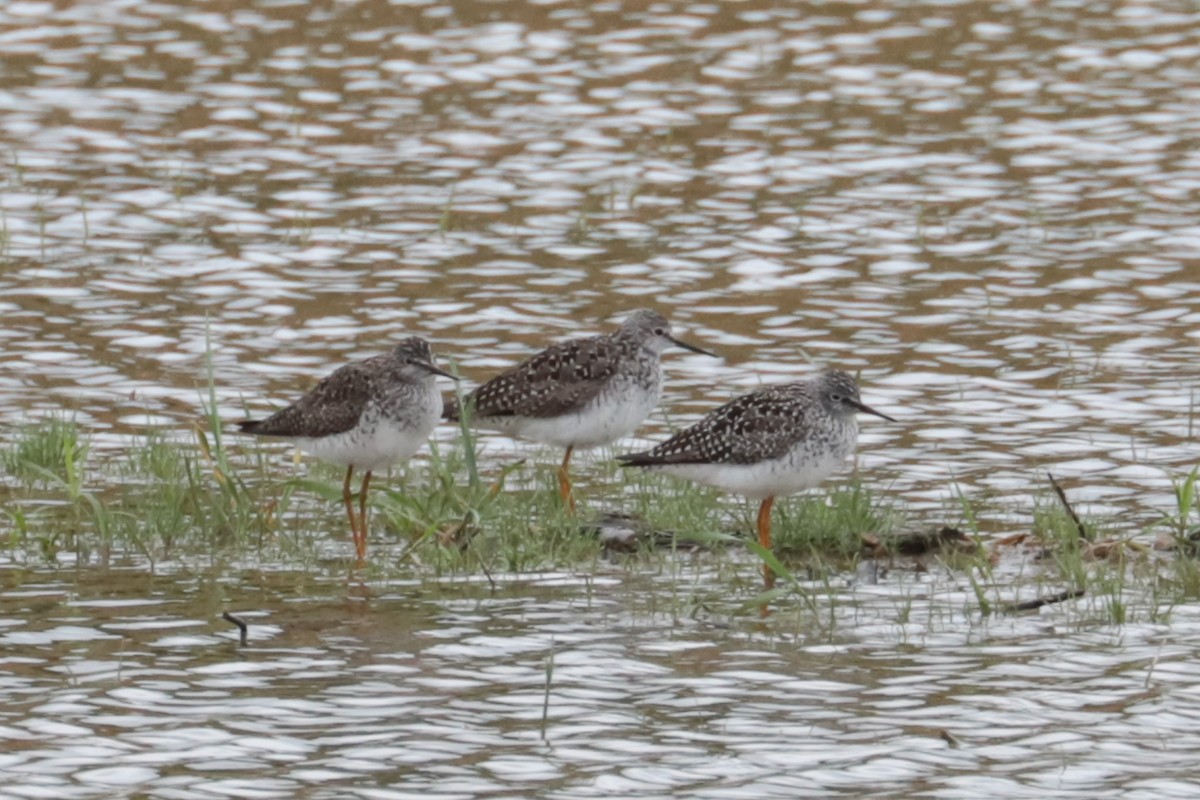 gulbeinsnipe - ML635243234