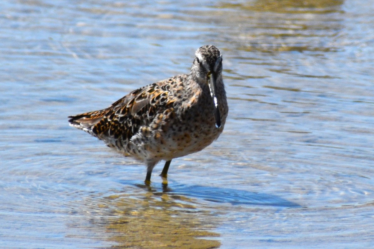 Short-billed Dowitcher - ML635243235