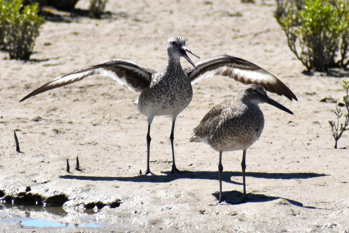 Willet - ML635243246