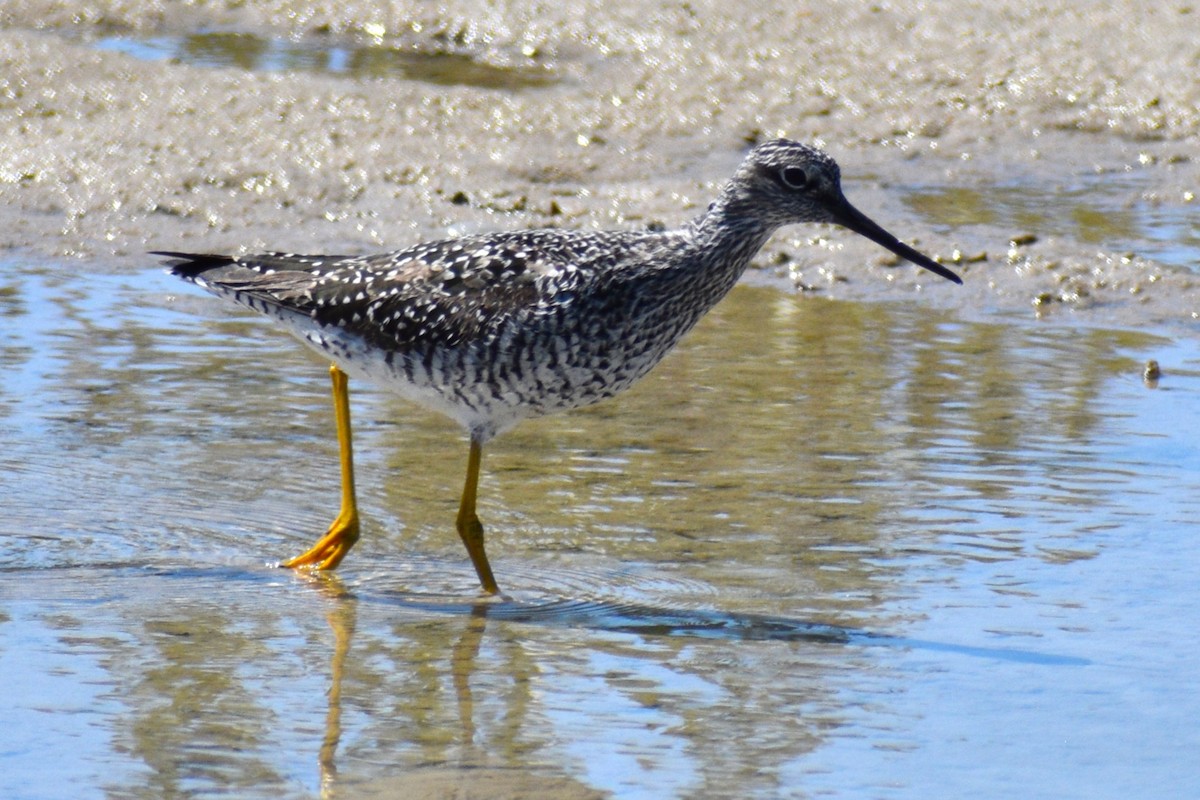 Greater Yellowlegs - ML635243259