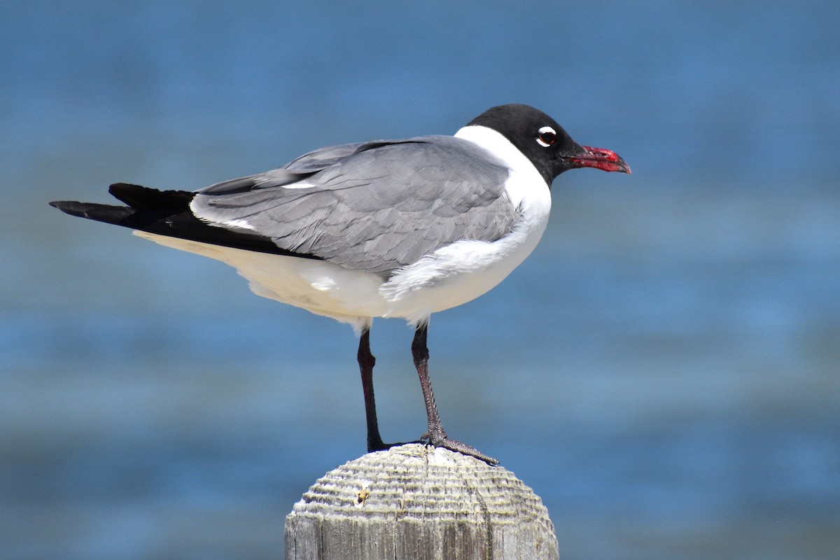 Laughing Gull - ML635243273