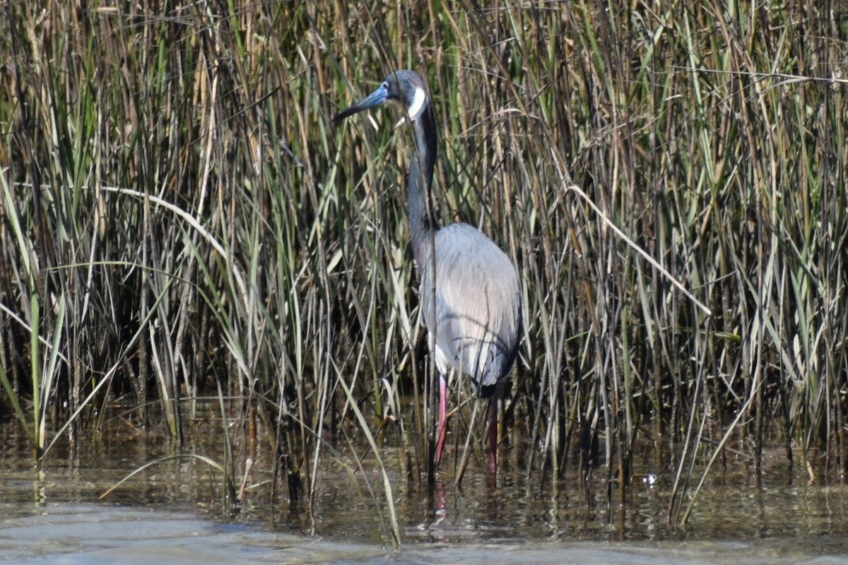 Tricolored Heron - ML635243278
