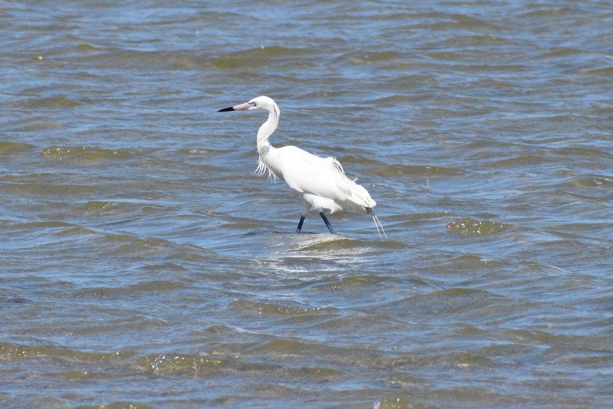 Reddish Egret - ML635243283