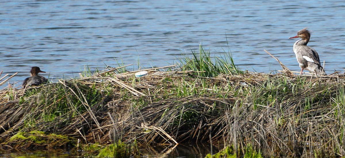 Mittelsäger - ML635243291