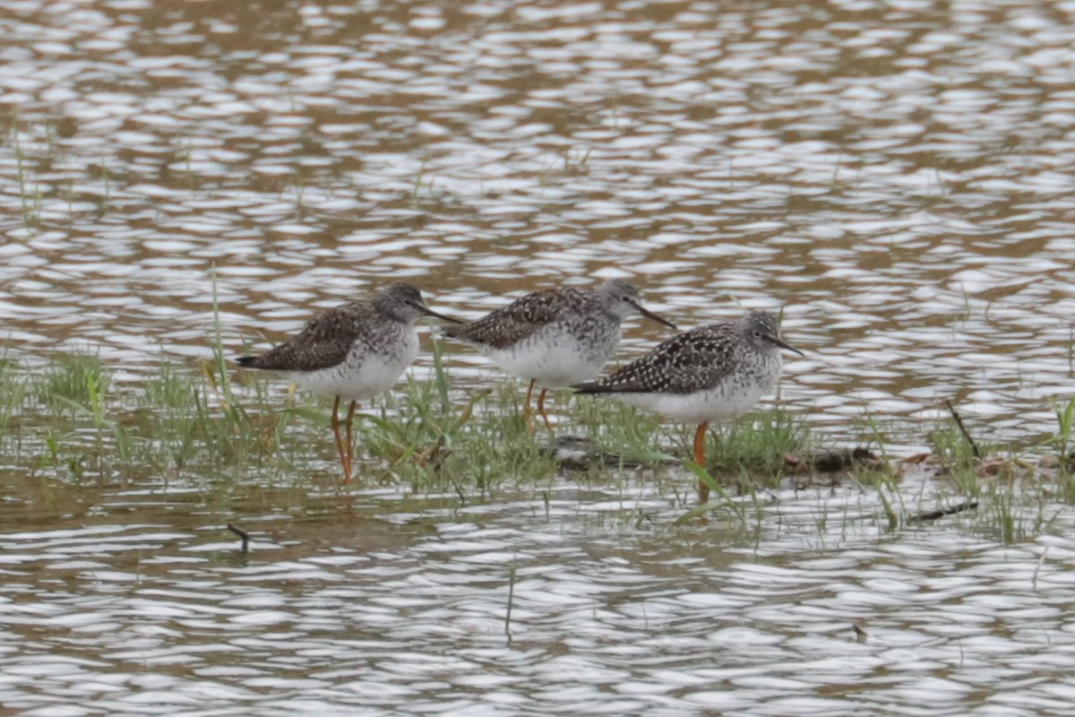 gulbeinsnipe - ML635243311