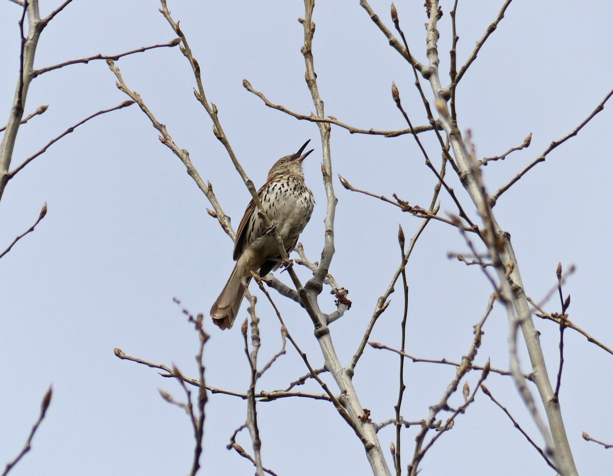 Brown Thrasher - ML635243355