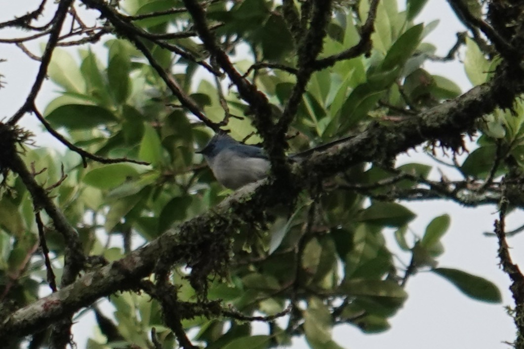 African Blue Flycatcher - ML635243415