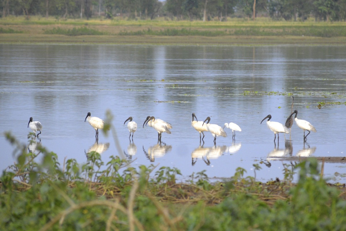 Black-headed Ibis - ML635243438