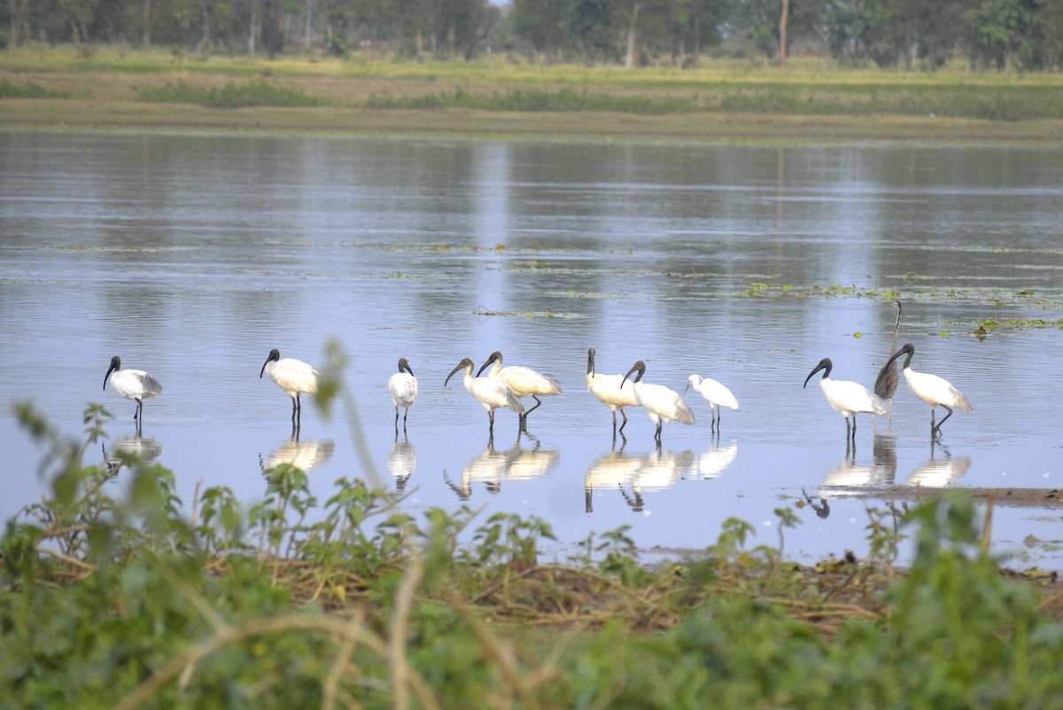 Black-headed Ibis - ML635243439