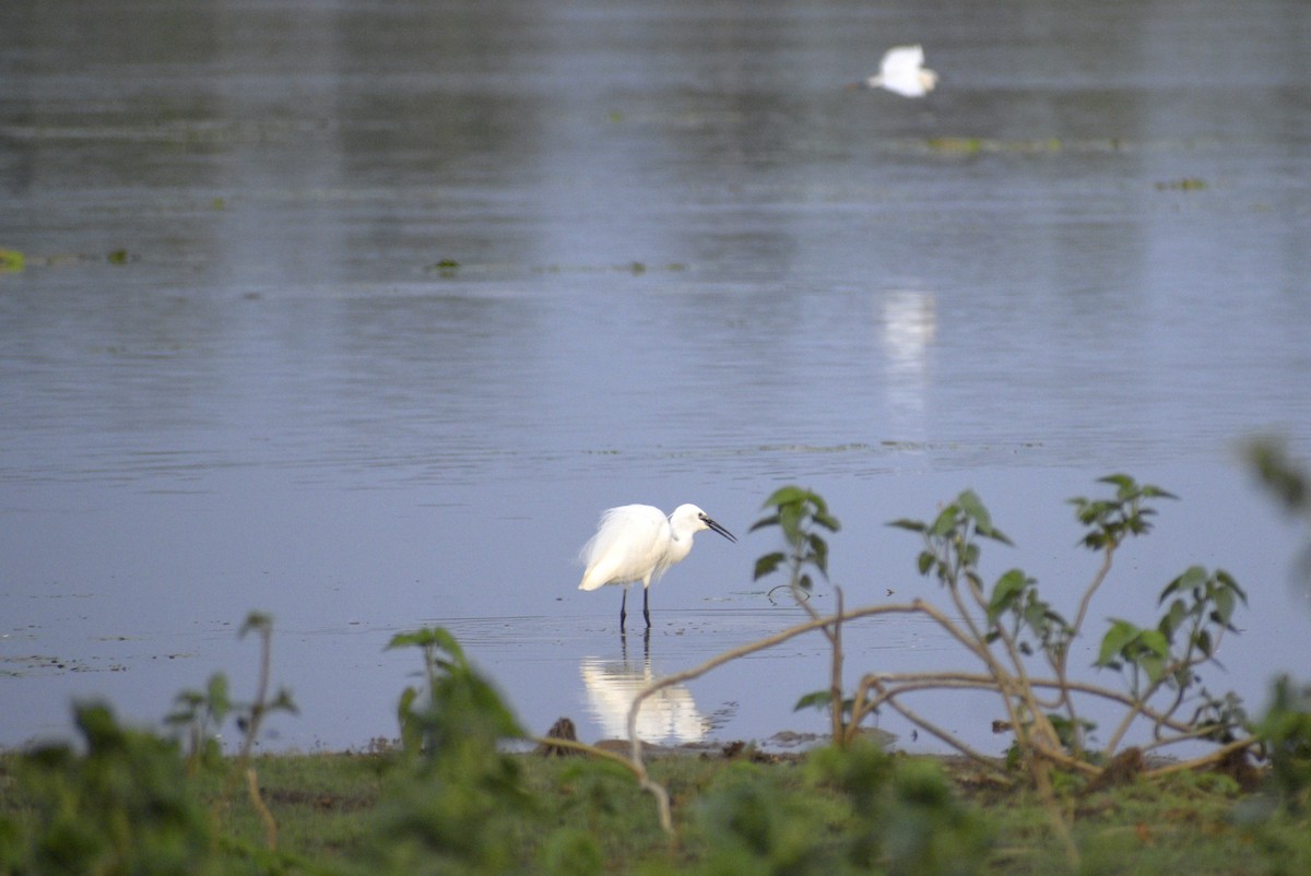 Little Egret - ML635243465