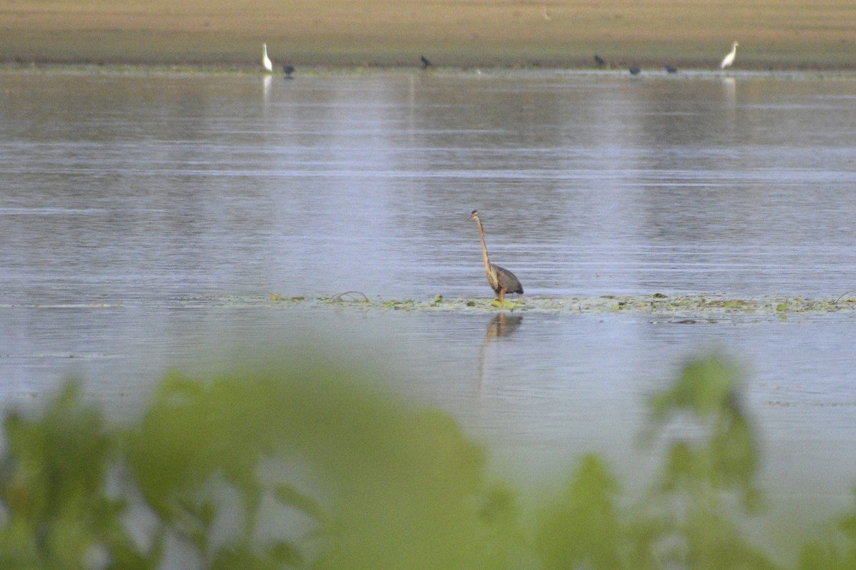 Purple Heron - ML635243487