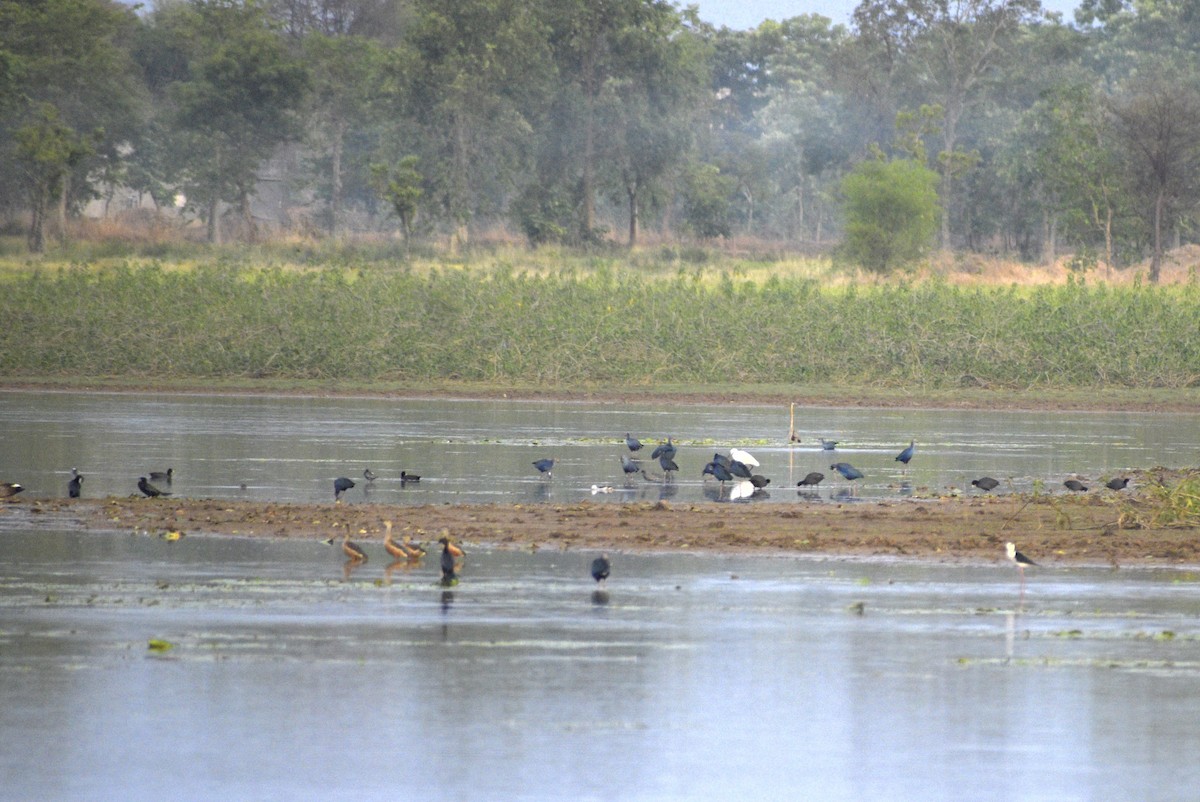 Gray-headed Swamphen - ML635243519