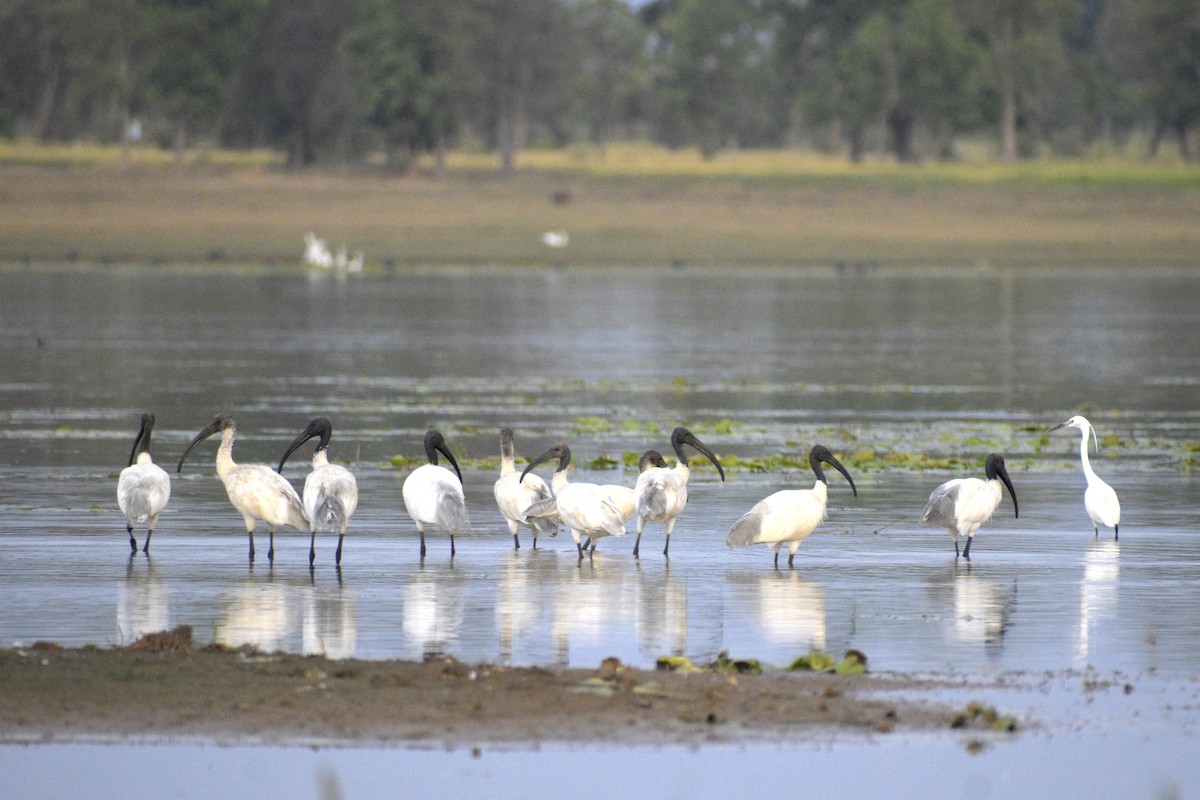 Black-headed Ibis - ML635243551