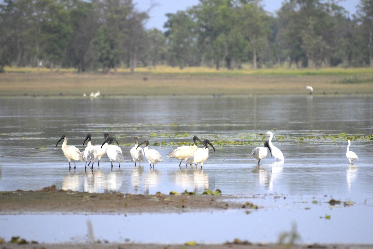 Black-headed Ibis - ML635243552