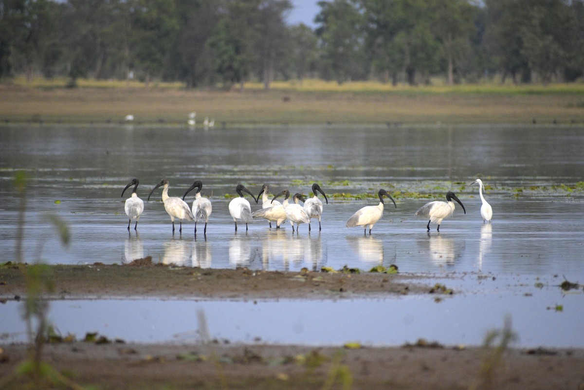 Black-headed Ibis - ML635243554