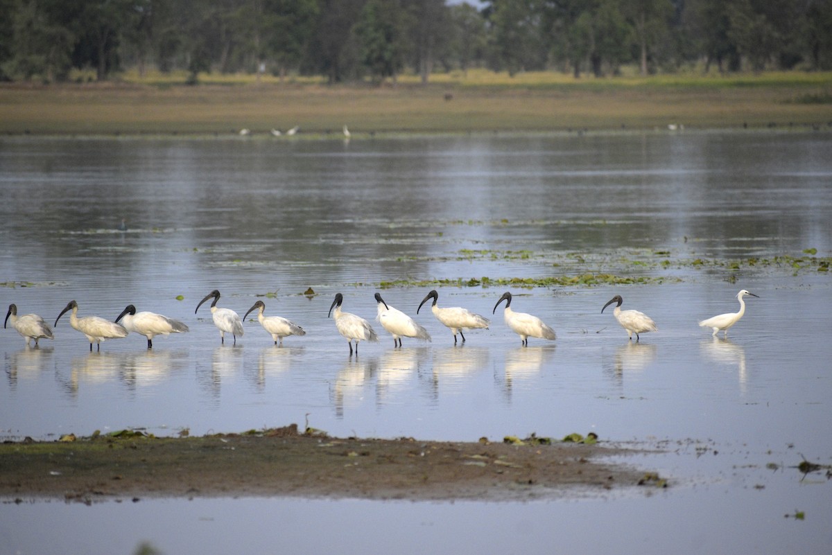 Black-headed Ibis - ML635243555