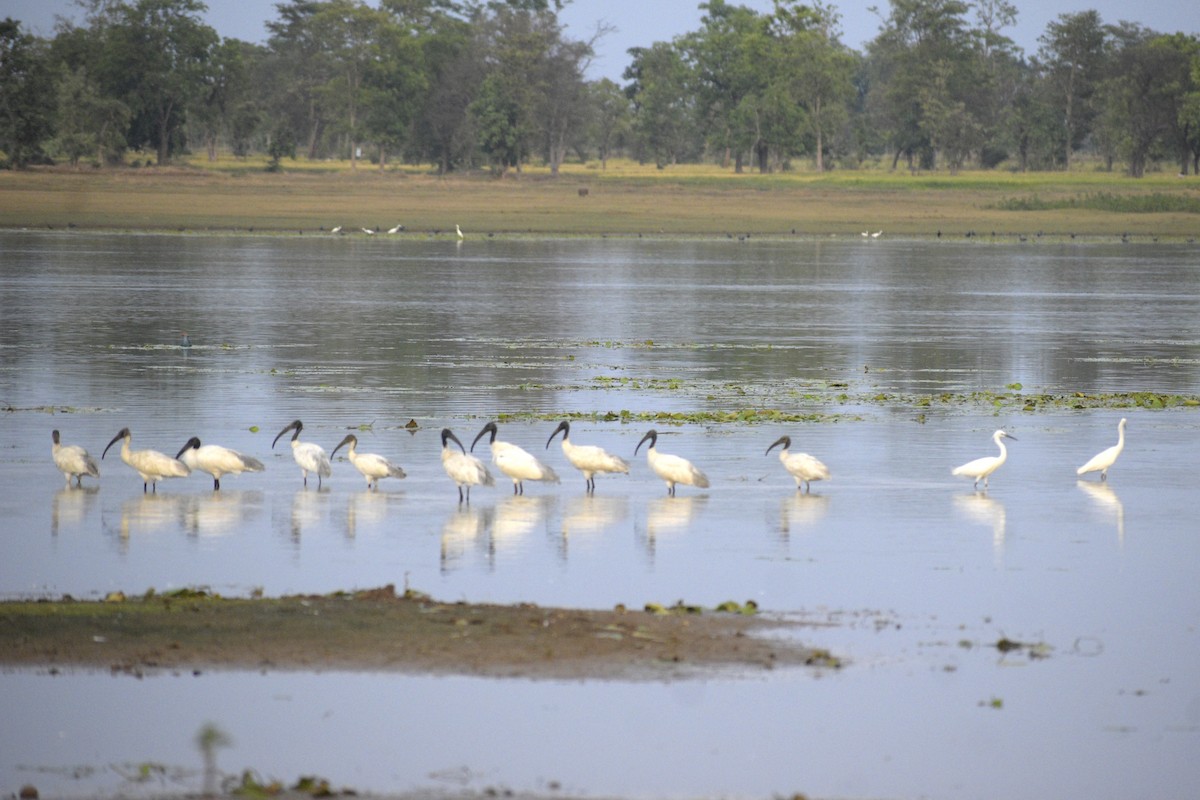 Black-headed Ibis - ML635243572