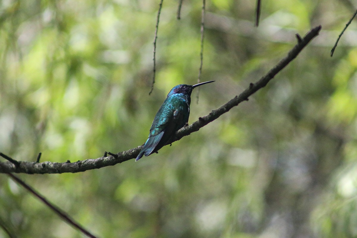 Sparkling Violetear - ML635243581