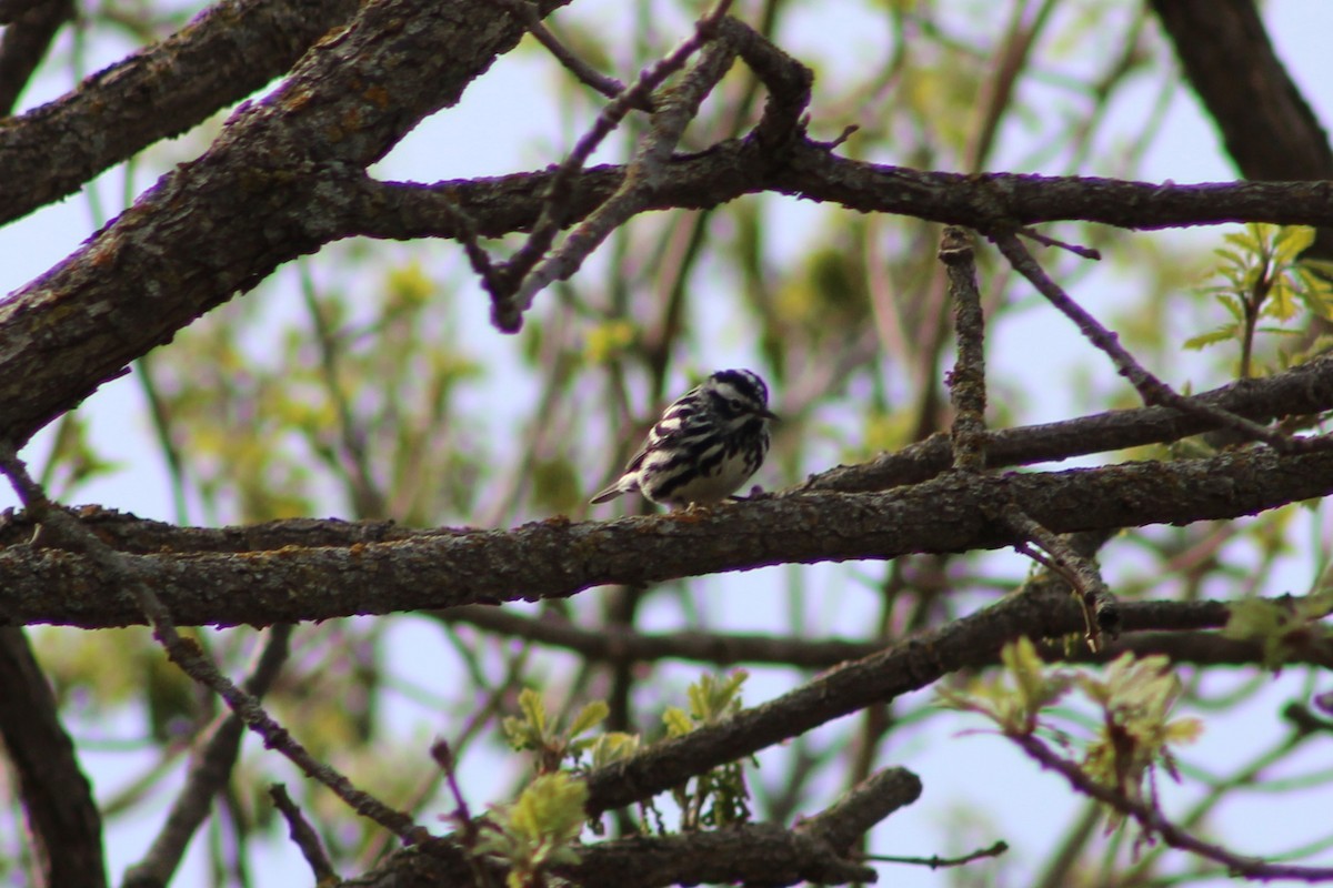 Black-and-white Warbler - ML635243596