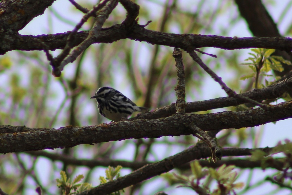 Black-and-white Warbler - ML635243597