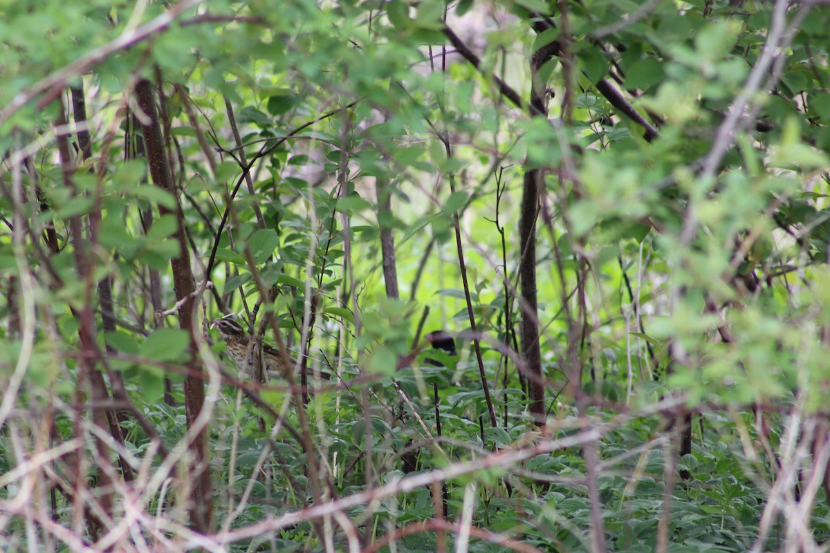 Rose-breasted Grosbeak - ML635243610