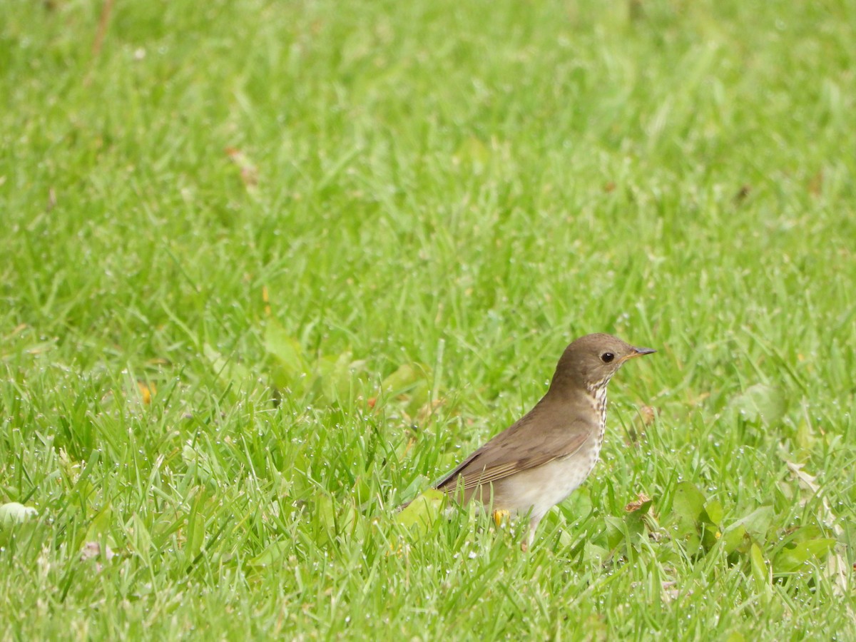Gray-cheeked Thrush - ML635243629