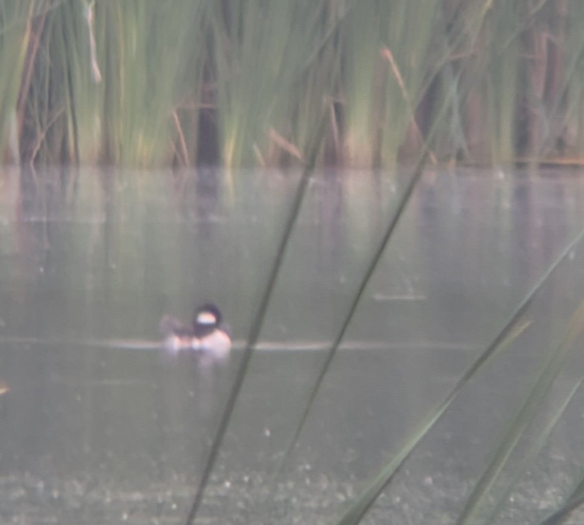 Bufflehead - ML635243638