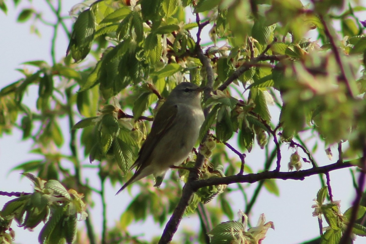 Tennessee Warbler - ML635243641