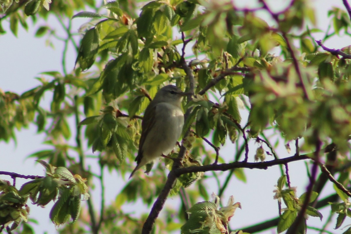 Tennessee Warbler - ML635243642