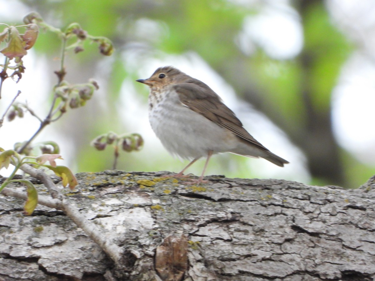 Swainson's Thrush - ML635243647