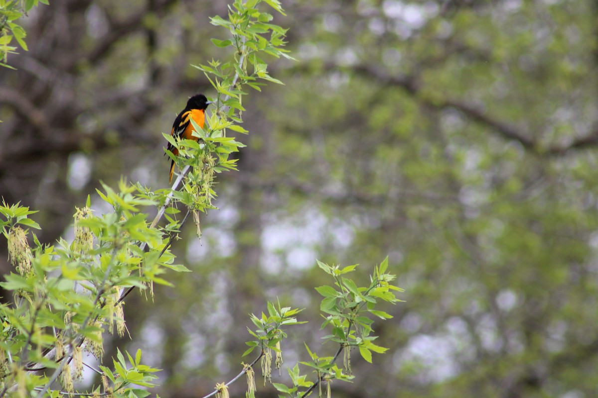 Baltimore Oriole - ML635243658