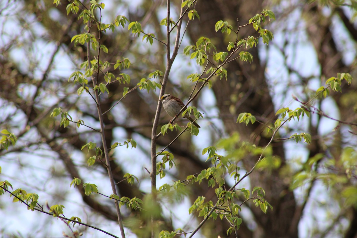 White-throated Sparrow - ML635243667