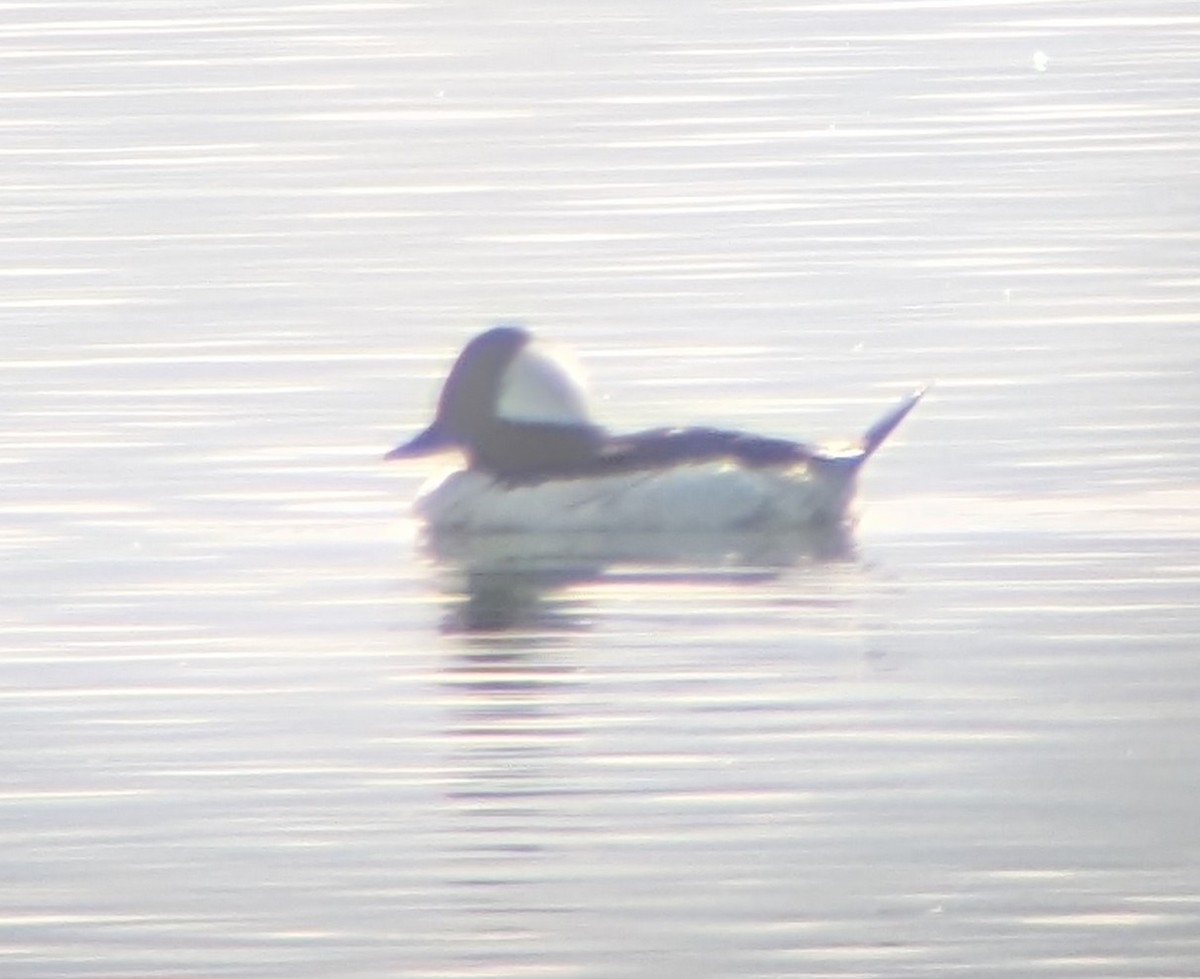 Bufflehead - ML635243684