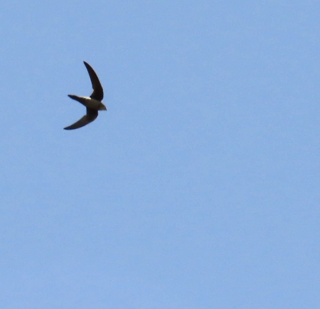 Mottled Swift - ML635243696