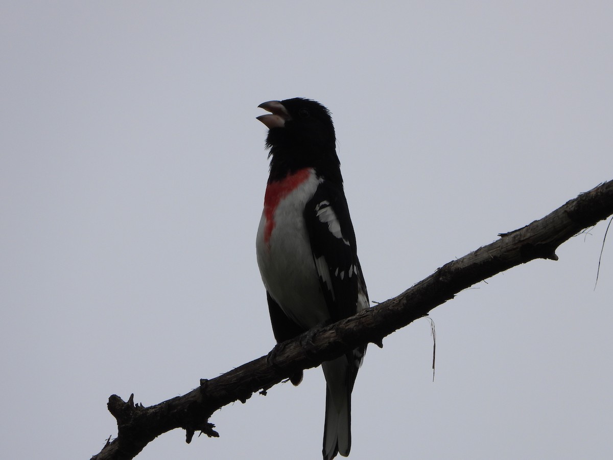 Rose-breasted Grosbeak - ML635243711