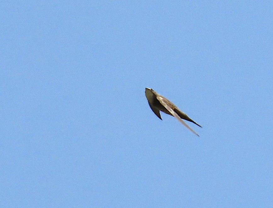 Alpine Swift - ML635243731