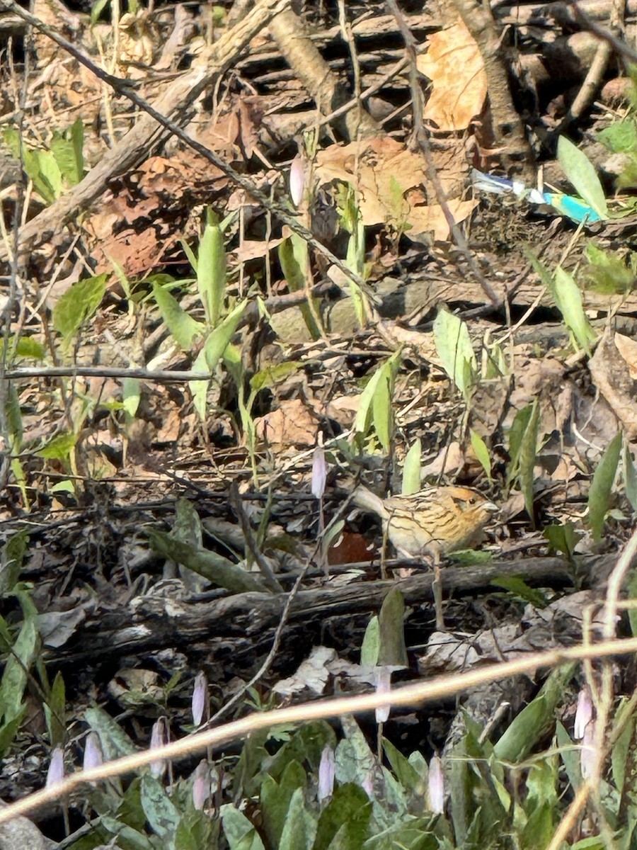 LeConte's Sparrow - ML635243735