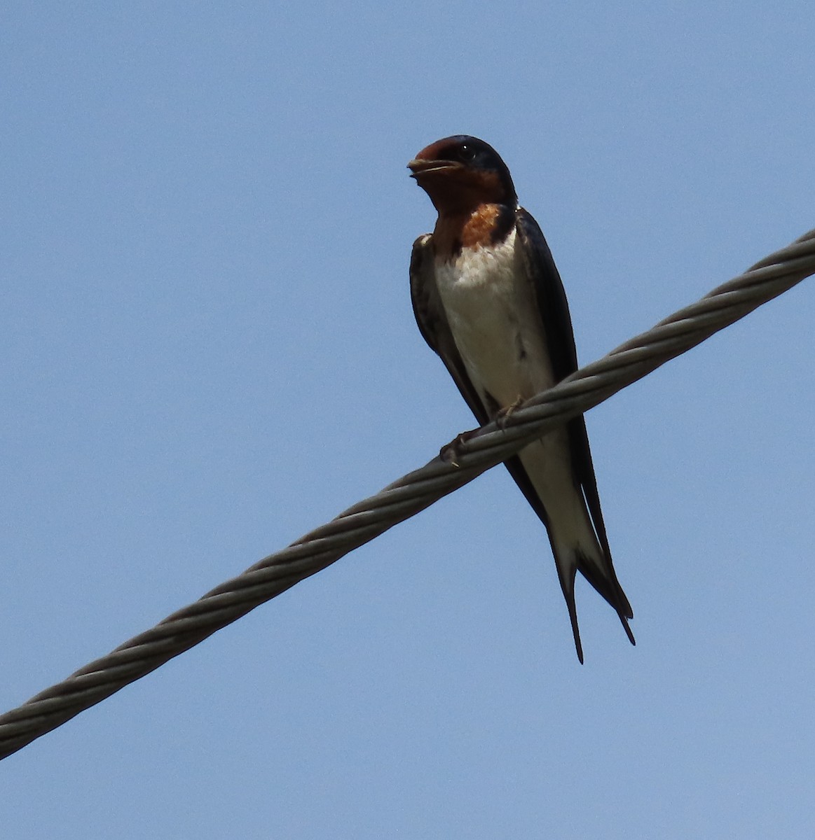 Red-chested Swallow - ML635243866