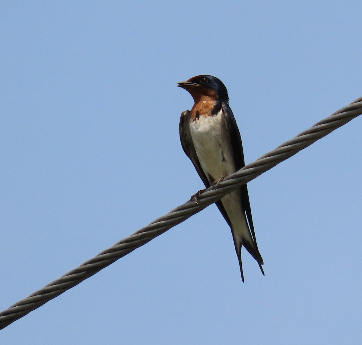 Red-chested Swallow - ML635243873