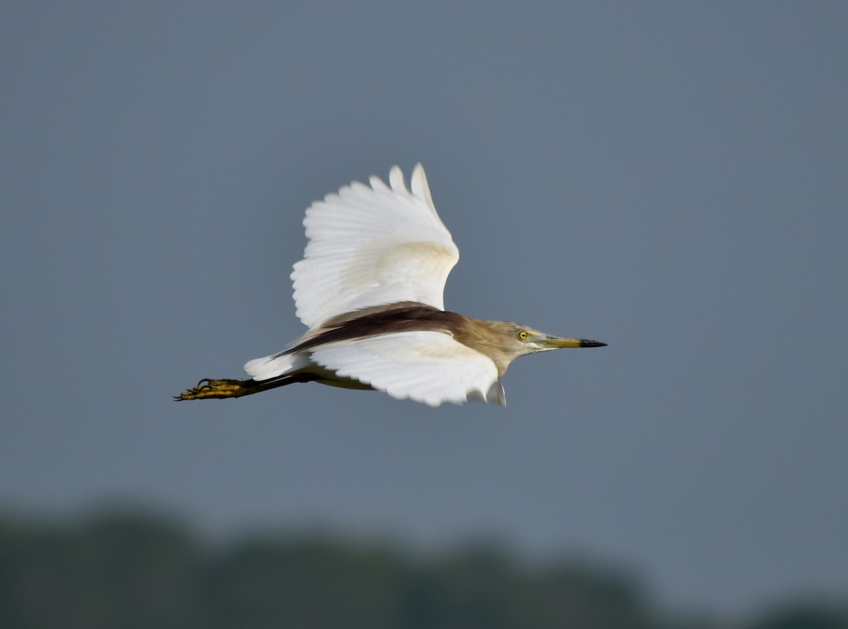 Indian Pond-Heron - ML635243916
