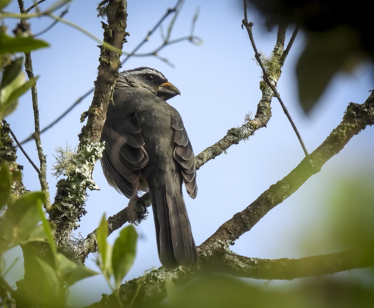 ハシブトイカル - ML635243929